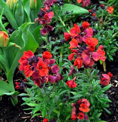 Goldlack Constant Cheer - Erysimum cheiri