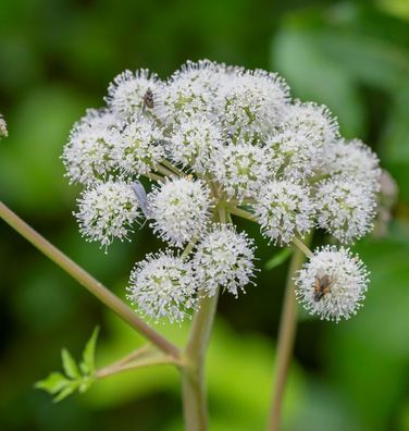 Wald-Engelwurz - Angelica sylvestris