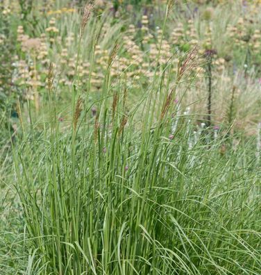 Goldbart - Chrysopogon gryllus