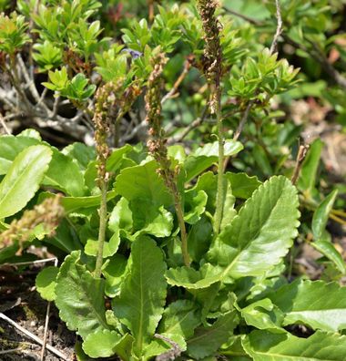 Kuhtritt - Wulfenia carinthiaca