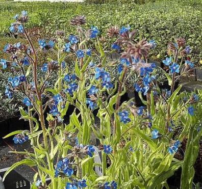 Ochsenzunge Dropmore - Anchusa azurea