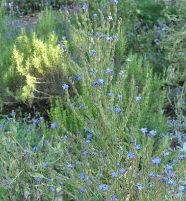 Ochsenzunge Loddon Royalist - Anchusa azurea