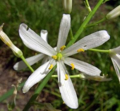 Astlose Graslilie - Anthericum liliago
