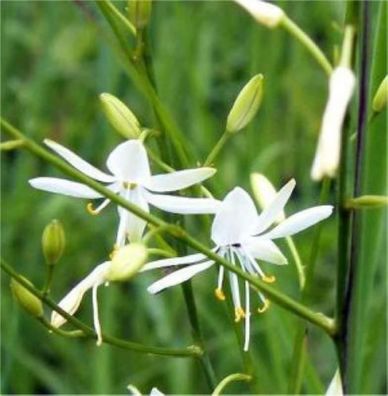 Ästige Graslilie - Anthericum ramosum