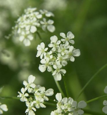 Wiesenkerbel - Anthriscus sylvestris