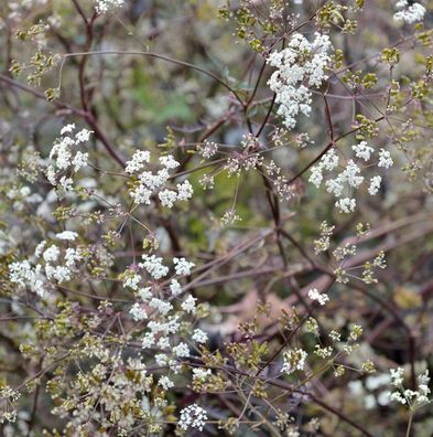 Wiesenkerbel Ravenswing - Anthriscus sylvestris