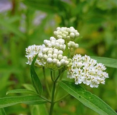 Seidenpflanze Ice Ballet - Asclepias incarnata