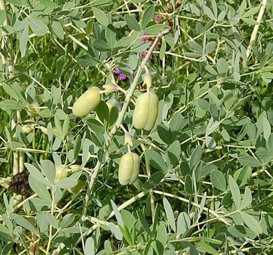 Weiße Australische Färberhülse - Baptisia alba