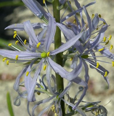 Prärielilie - Camassia cusickii