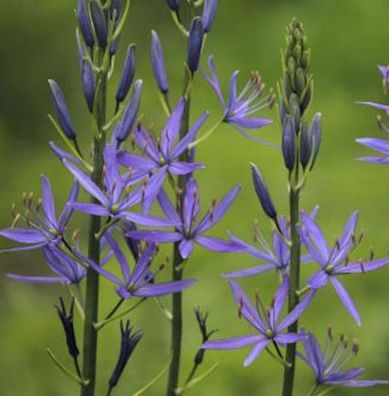 Präriekerze - Camassia leichtlinii