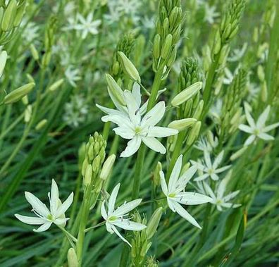 Präriekerze Alba - Camassia leichtlinii