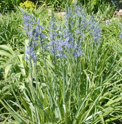 Präriekerze Caerulea - Camassia leichtlinii