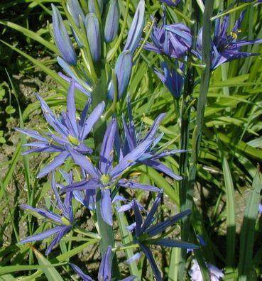 Zierliche Präriekerze - Camassia quamash