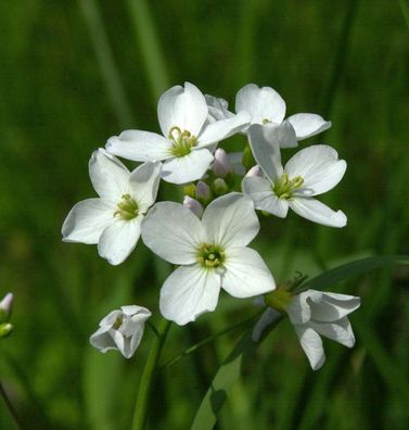 Kleeblättriges Schaumkraut - Cardamine trifolia