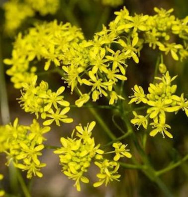 Färberwaid - Isatis tinctoria