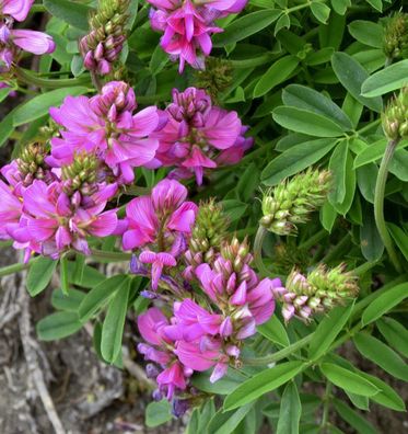 Bunte Kornwicke - Coronilla varia