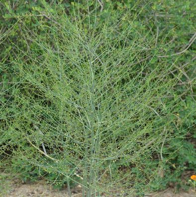 Bleichspargel Gijnlim - Asparagus officinalis