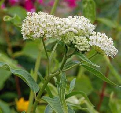 Seidenpflanze - Asclepias incarnata