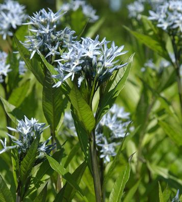 Amsonie - Amsonia tabernaemontana
