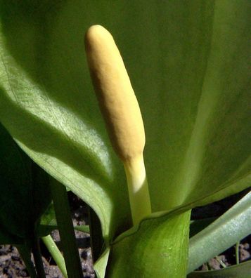 Aronstab - Arum italicum