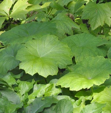 Tafelblatt - Astilboides tabularis