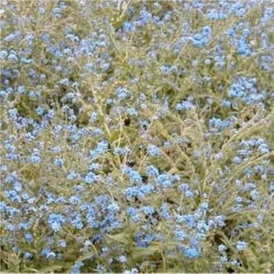 Himalaya Hundszunge - Cynoglossum nervosum