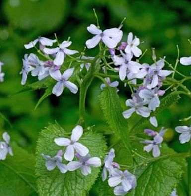 Ausdauernde Silberblatt - Lunaria rediviva