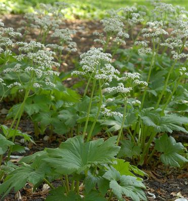 Ahornblatt - Mukdenia rossii