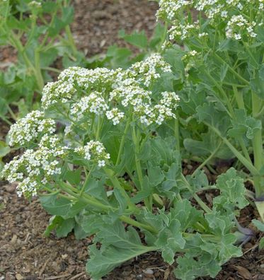 Kleiner Meerkohl - Crambe maritima
