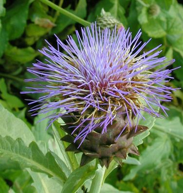 Zierartischocke flavescens - Cynara cardunculus