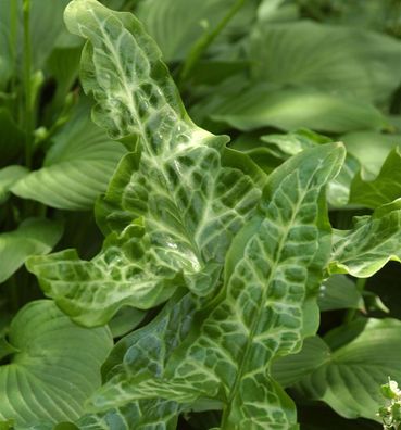 Aronstab Pictum - Arum italicum