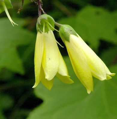 Wachsglocke Yatabe - Kirengeshoma palmata