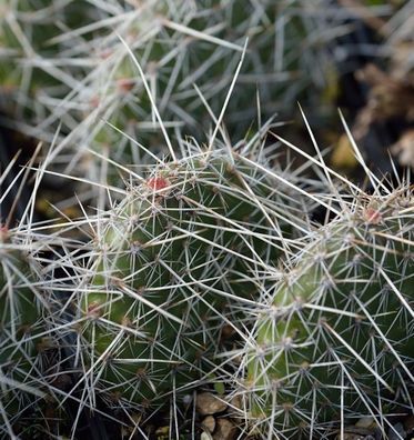 Feigenkaktus - Opuntia polyacantha