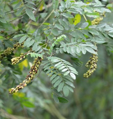 Bleibusch - Amorpha canescens