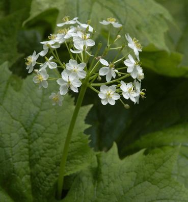 Schirmblatt Frühlingspracht - Diphylleia cymosantale