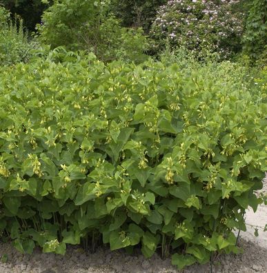 Pfeifenwinde Clematis - Aristolochia clematitis