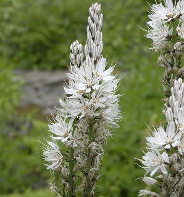 Affodill Albus - Asphodelus albus