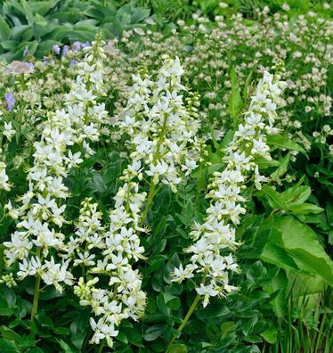 Brennender Busch Albiflorus - Dictamnus albus