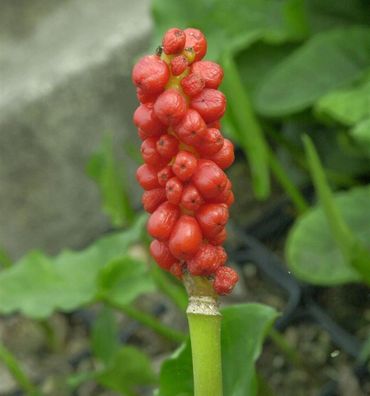 Gefleckter Aronstab - Arum maculatum