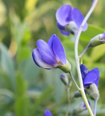 kleine Australische Färberhülse - Baptisia australis