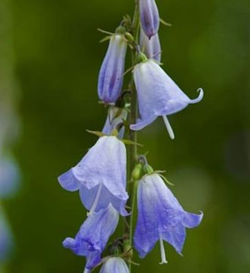 Schellenblume Hemelstraling - Adenophora confusa