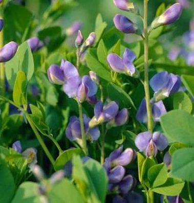 Australische Färberhülse Purple Smoke - Baptisia australis