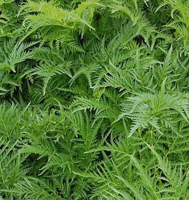 Striemen Dolde - Molopospermum peloponnesiacum