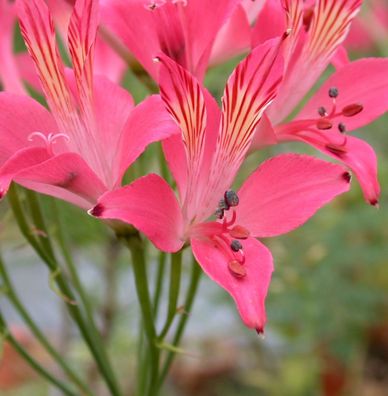 Inkalilie Chinon - Alstroemeria
