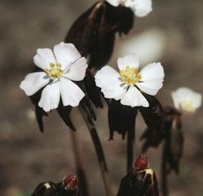 Himalaya Maiapfel - Podophyllum hexandrum