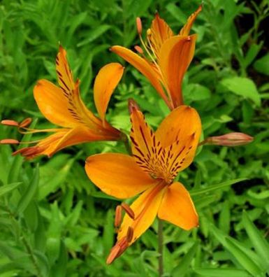 Inkalilie Sweet Laura - Alstroemeria haemantha