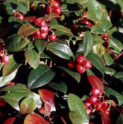 Große Scheinbeere - großer Topf - Gaultheria shallon