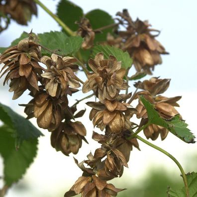 Hopfen Pure 40-60cm - Humulus lupulus
