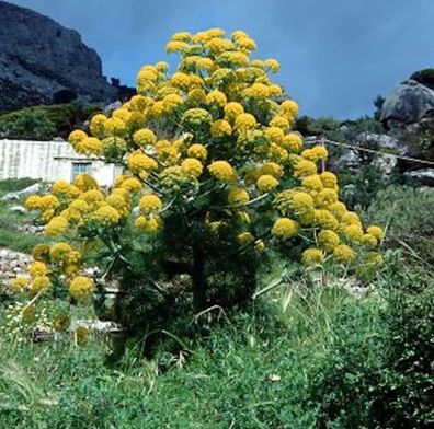 Riesenfenchel - Ferula communis