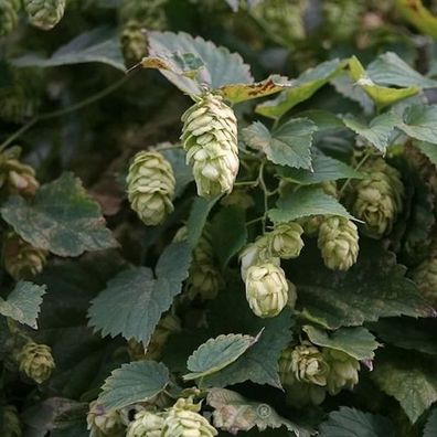 Hopfen Hersbrucker 40-60cm - Humulus lupulus